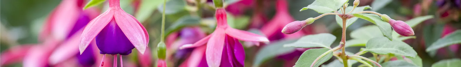Fuchsien – exotische Schönheiten für Balkon und Garten - Rosengut Langerwisch