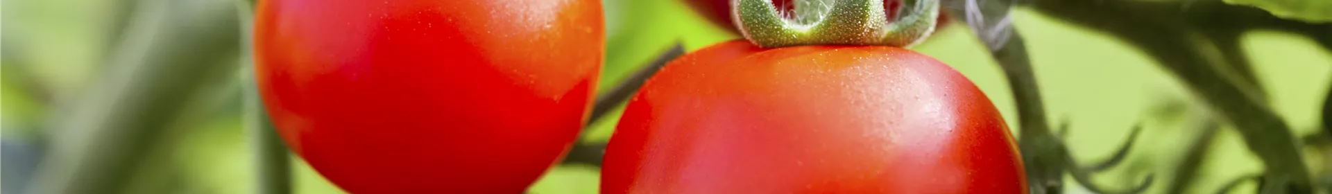 Alte Tomatensorten gibt es auch fürs Freiland - Rosengut Langerwisch