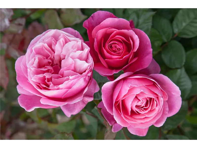 Rosa 'Elbflorenz®'