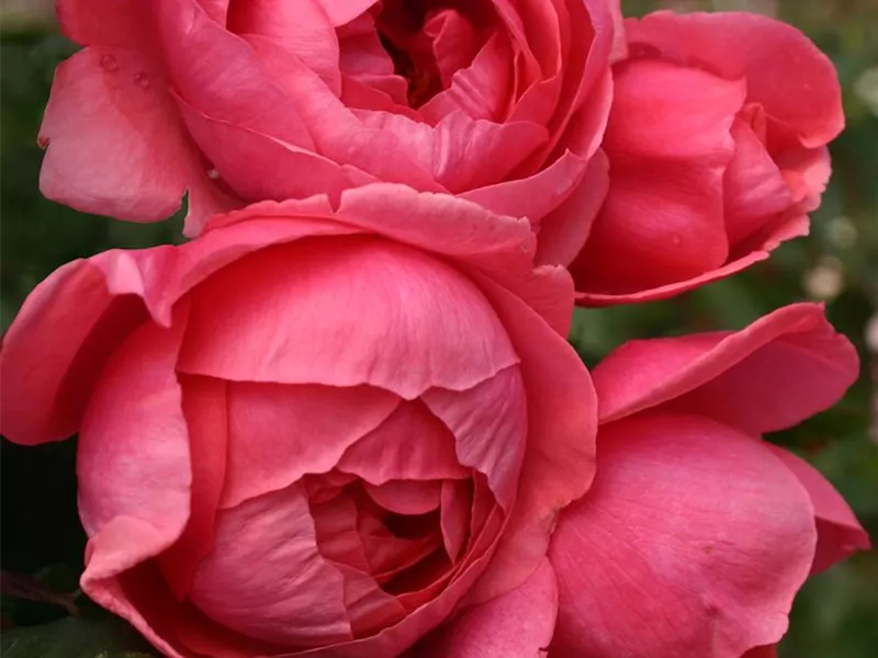 Rosa 'Gartenprinzessin Marie-José®'