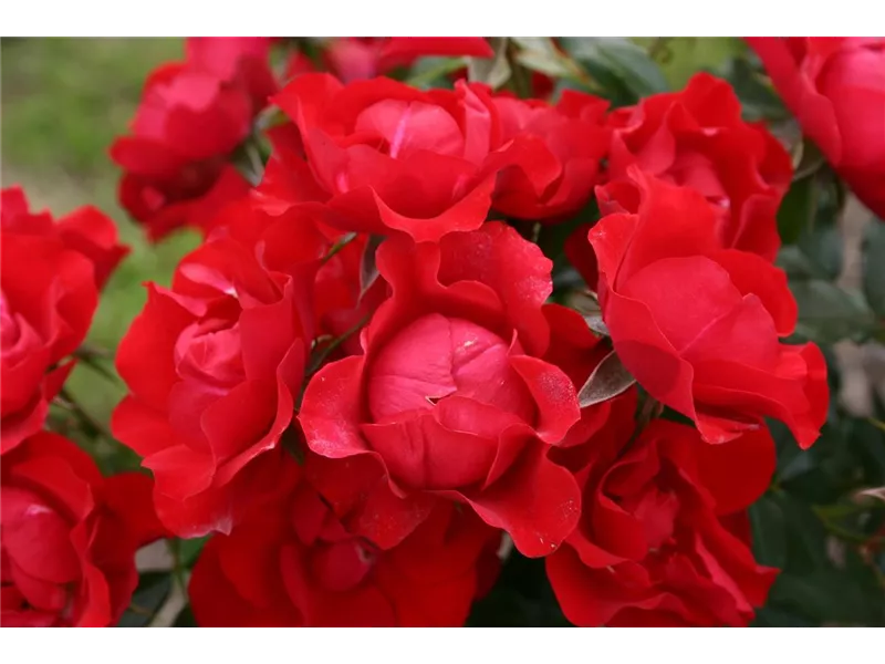 Rosa 'Black Forest Rose®'