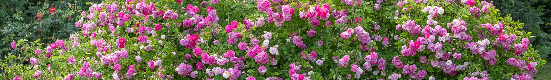 Historische Rosen – Schönheit mit einer langen Geschichte - Rosengut Langerwisch