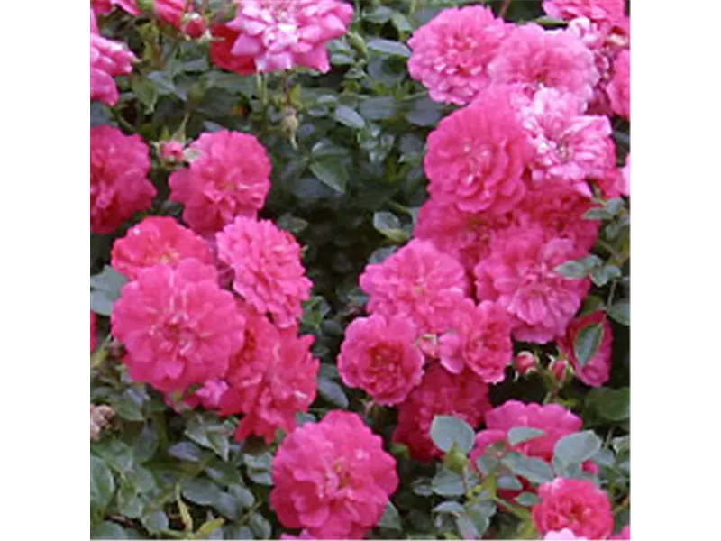 Rosa 'Knirps®'