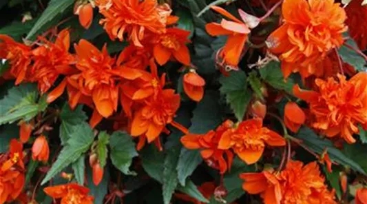 Begonia_Mistral_Double_Orange_19006 (1).JPG