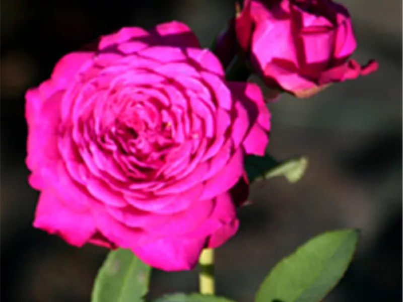 Rosa 'Heidi Klum® Rose'