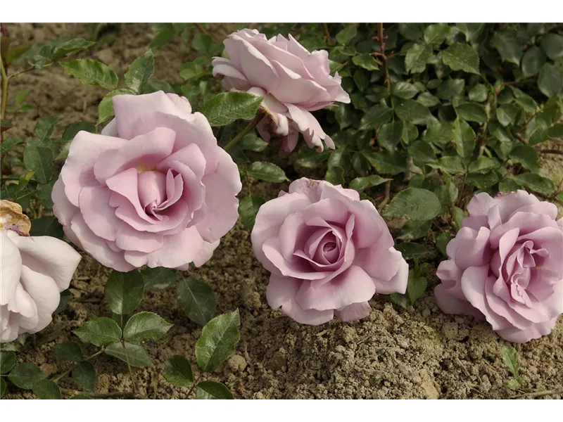 frz. Rose Rose Synactif Strauchrose , Rosa 'Rose Synactif'® delgramaue - Rosengut  Langerwisch