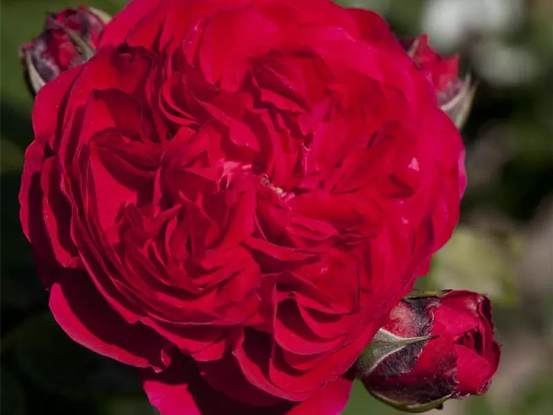 Rosa 'Red Leonardo da Vinci®'