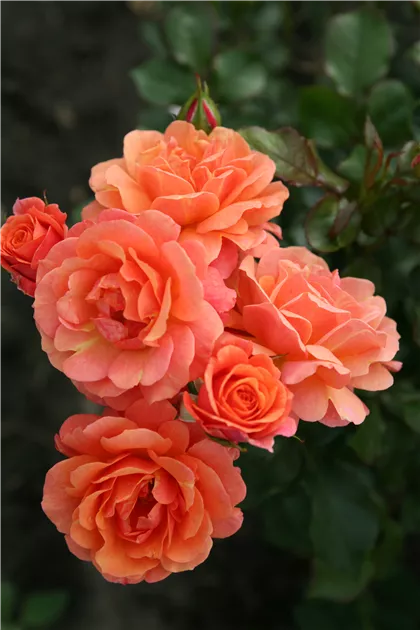 Strauchrose Lambada, Rosa 'Lambada' - Rosengut Langerwisch