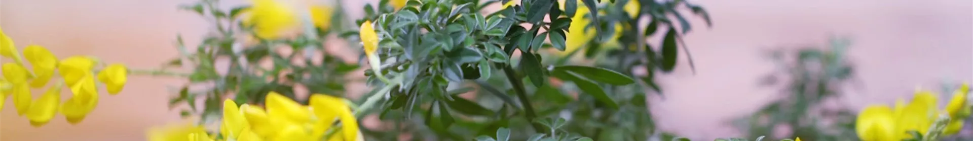 Ginster - Einpflanzen im Garten - Rosengut Langerwisch