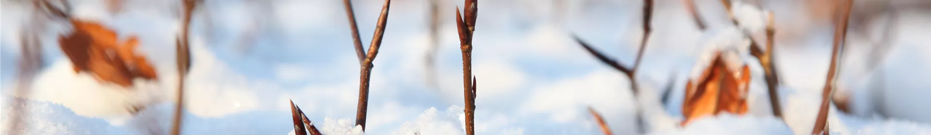 Den Garten winterfest machen - Rosengut Langerwisch