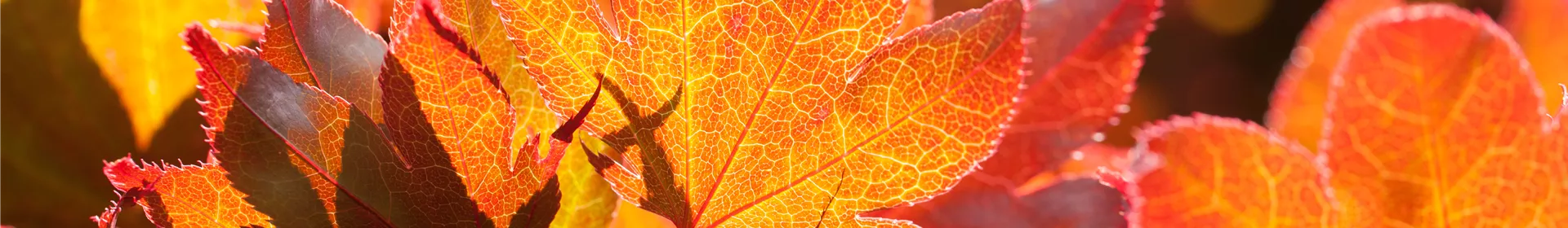 Der herbstliche Garten schön in Form - Rosengut Langerwisch