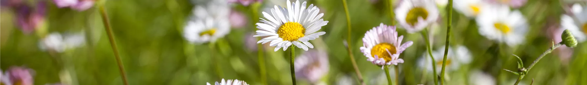 Die heilende Wirkung von Gänseblümchen - Rosengut Langerwisch