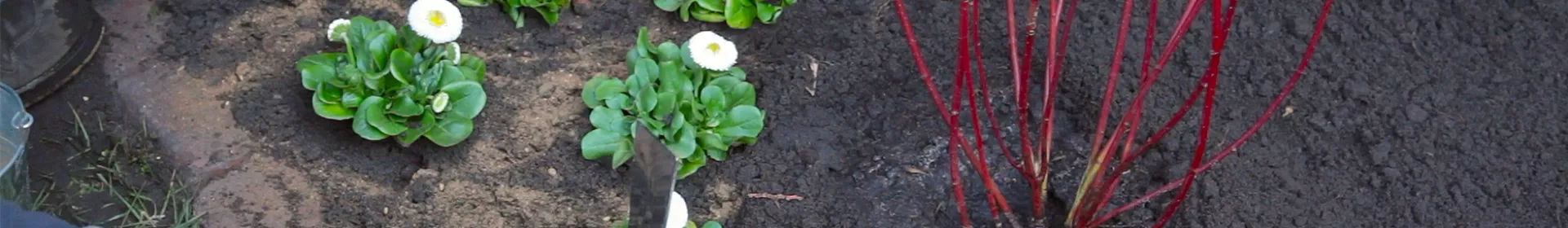 Gänseblümchen - Einpflanzen im Garten - Rosengut Langerwisch