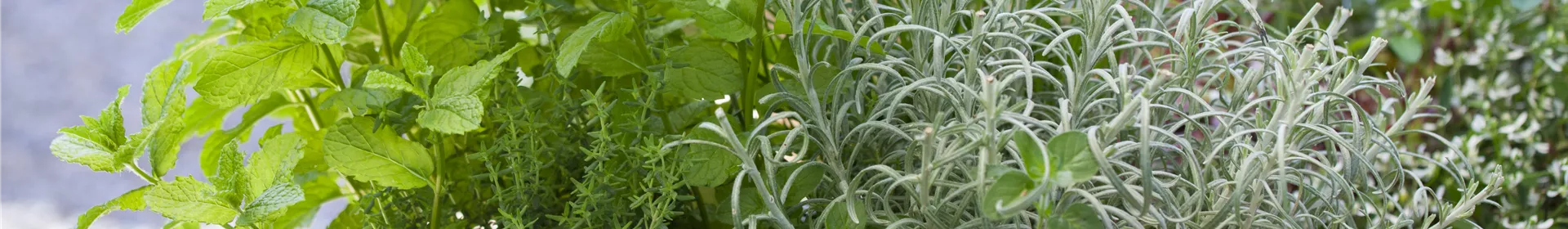 Mit frischen Kräutern in den Frühling starten - Rosengut Langerwisch