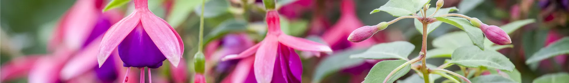 Fuchsien als Blickfang - Rosengut Langerwisch