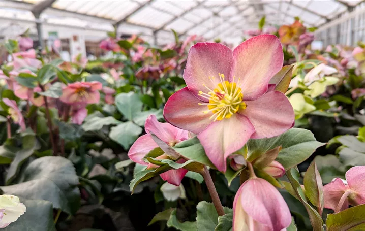 Helleborus.jpg