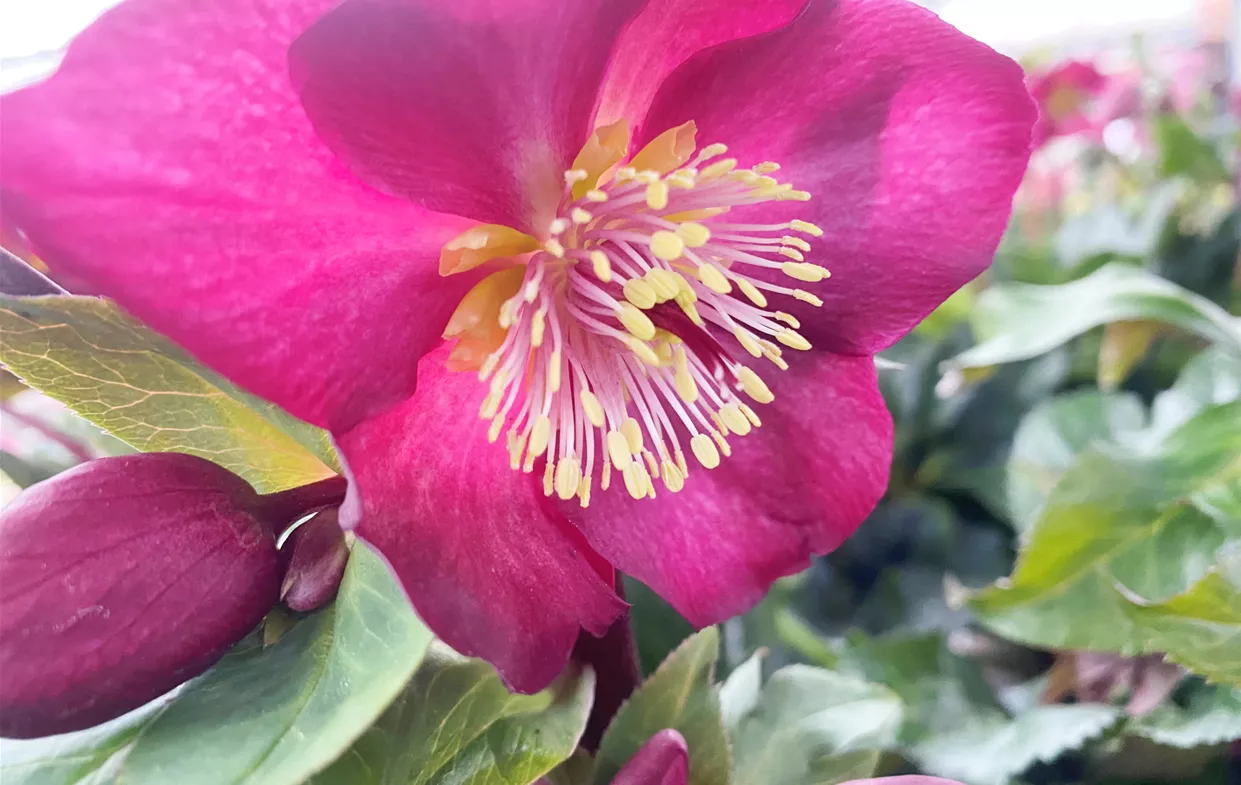 Helleborus3.jpg