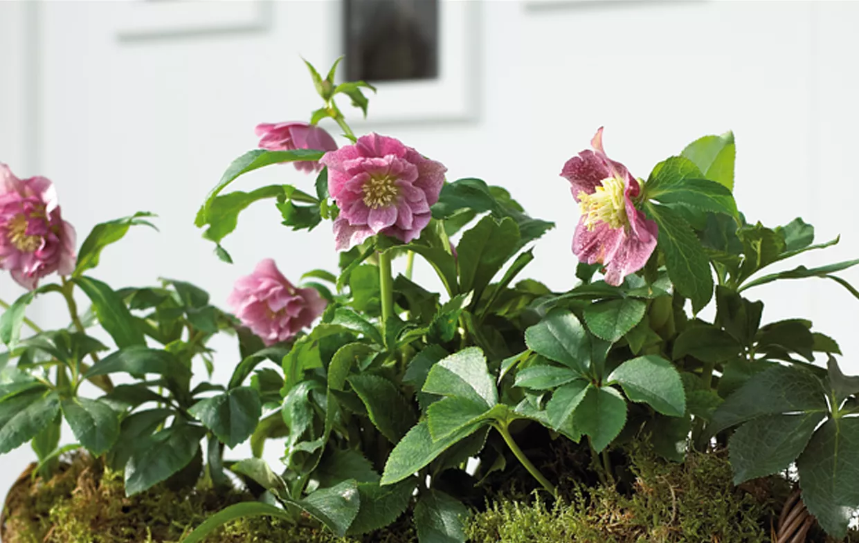 Helleborus_rosa_Kasten-1.jpg