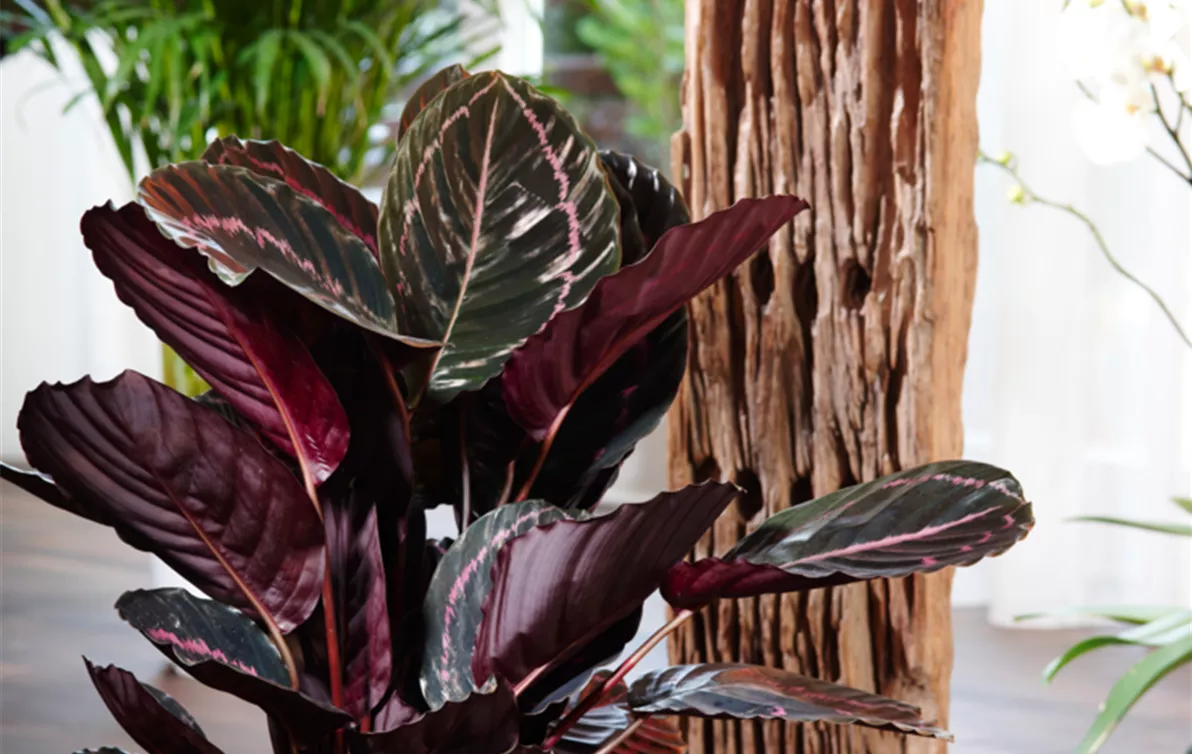 Calathea_Korbmarante.png