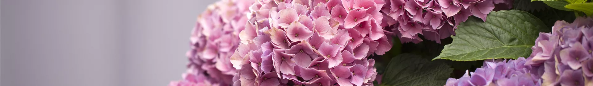 Die Hortensie im Garten - Rosengut Langerwisch