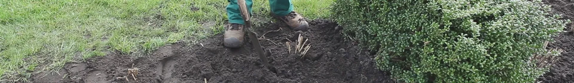 Dahlien - Einpflanzen im Garten - Rosengut Langerwisch