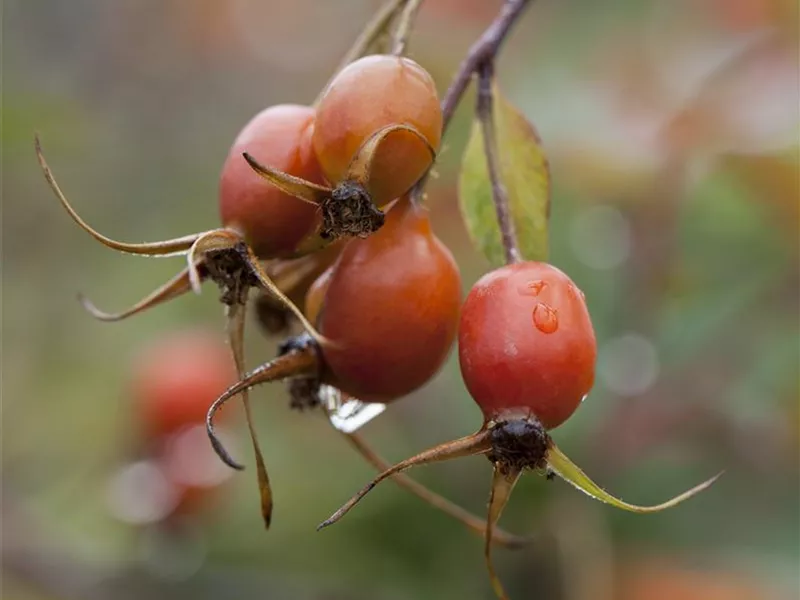 Rosa 'Nitida'