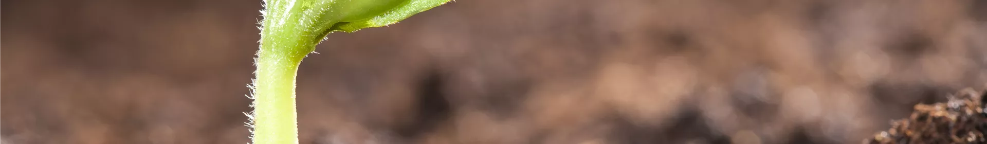 Mit dem Anbau im Gewächshaus schon im Mai die erste Ernte feiern - Rosengut Langerwisch