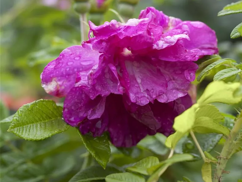 Rosa 'Rosa rugosa'