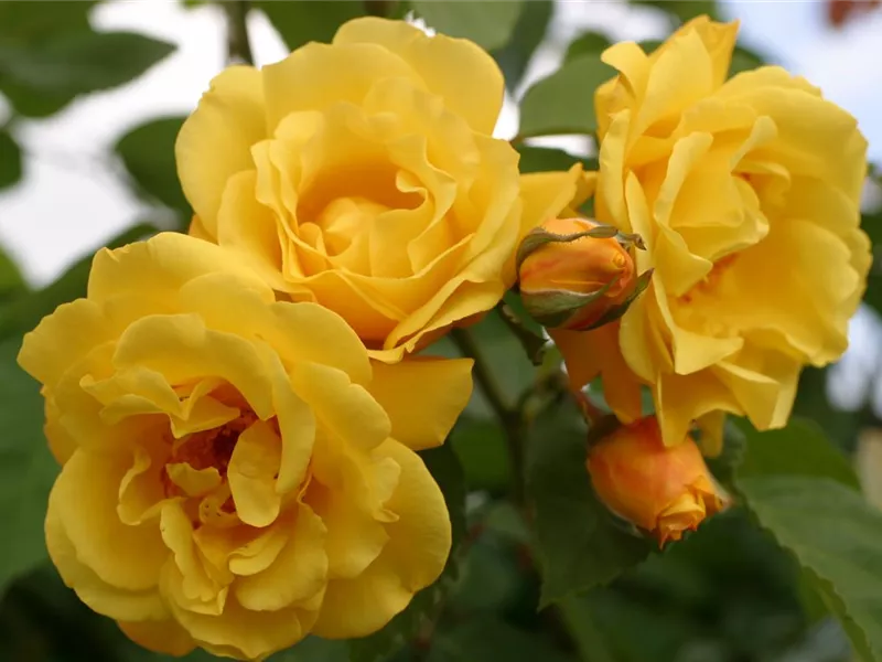 Rosa 'Golden Gate®'