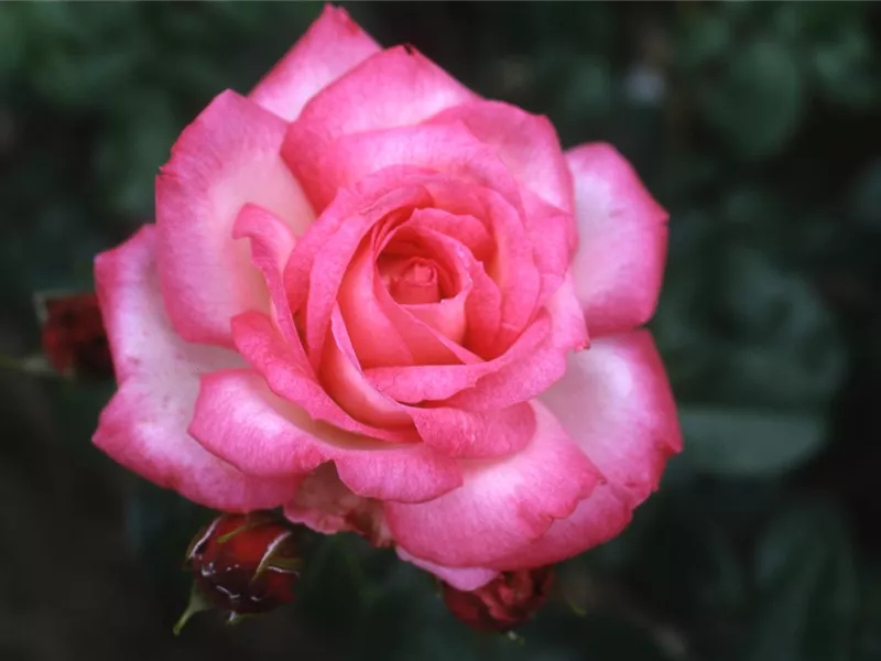 Rosa 'Harlekin'