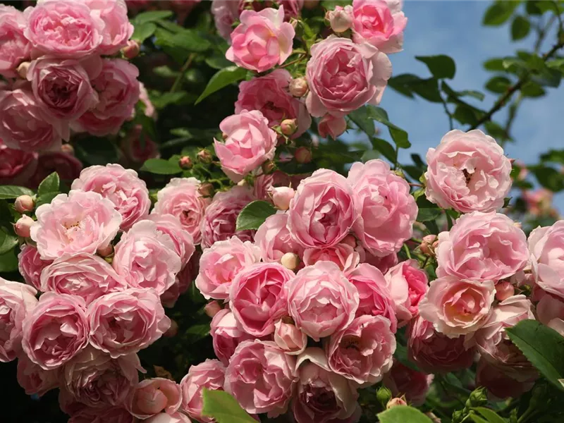 Rosa 'Jasmina®'