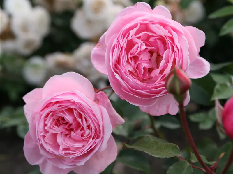 Rosa 'Kiss Me Kate®'