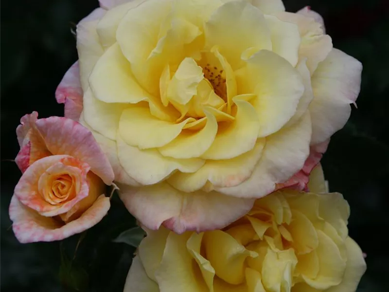 Rosa 'Moonlight'