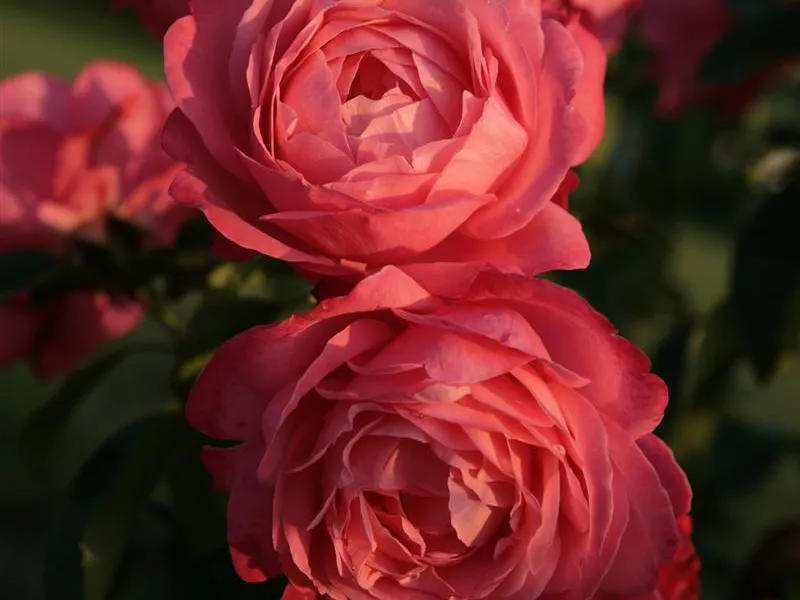 Rosa 'Rosanna'