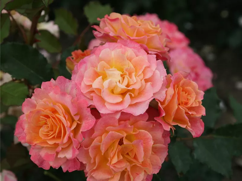 Rosa 'Landlust'