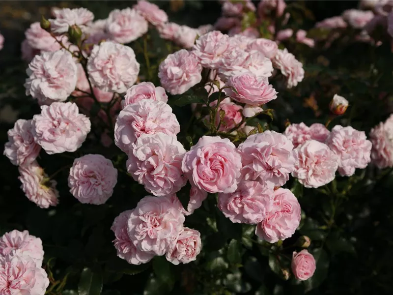 Rosa 'Larissa'