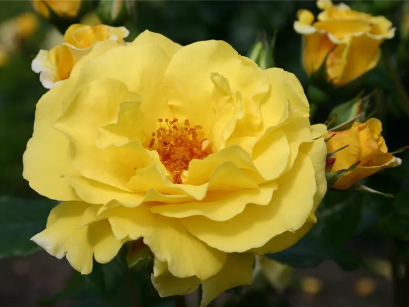 Rosa 'Lichtkönigin Lucia®'