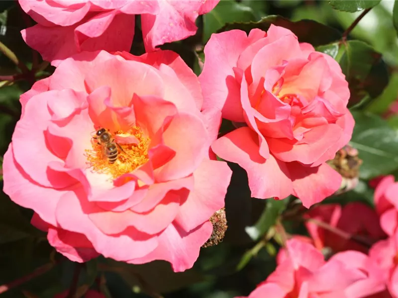 Rosa 'Rosenresli'