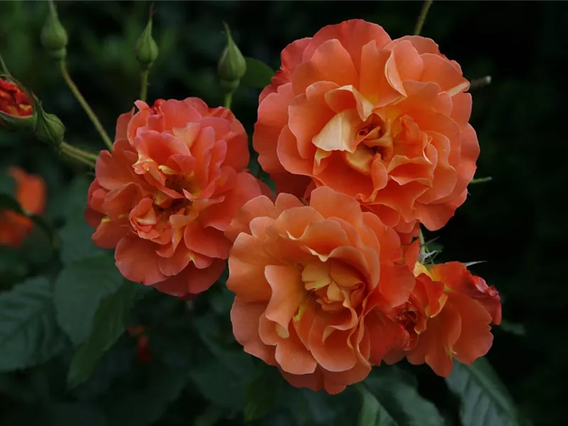 Rosa 'Westerland®'