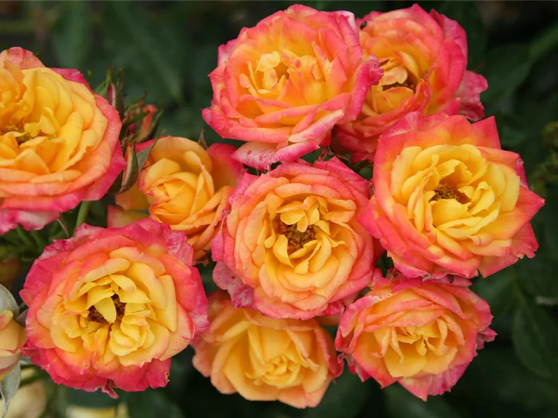 Rosa 'Little Sunset®'