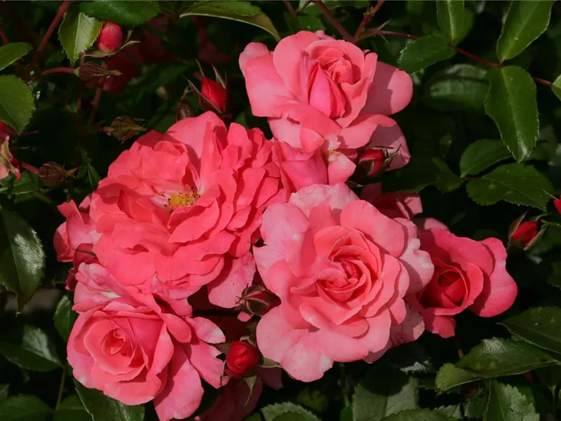 Rosa 'Bad Birnbach'