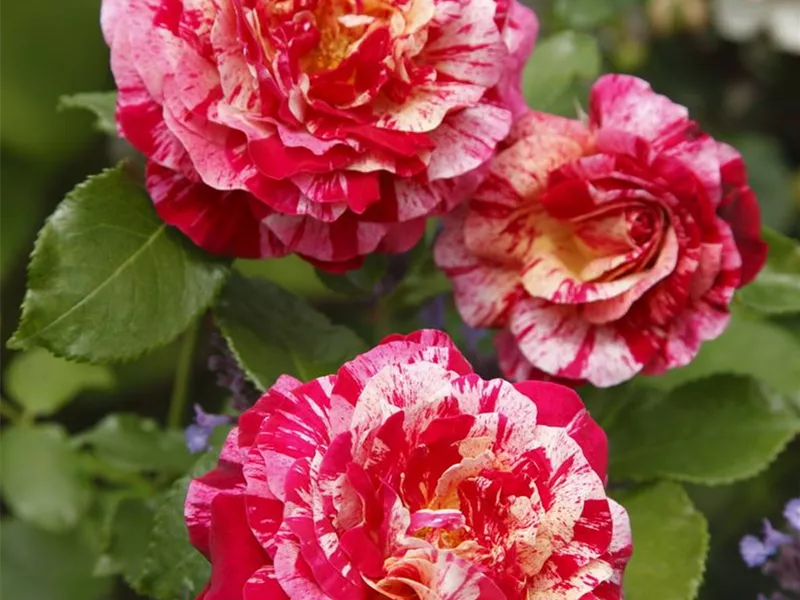 Rosa 'Abracadabra®' 