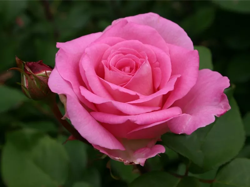 Rosa 'Beverly'