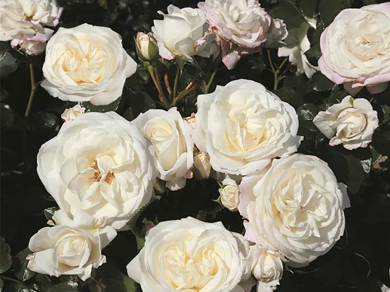 Rosa 'Alabaster'