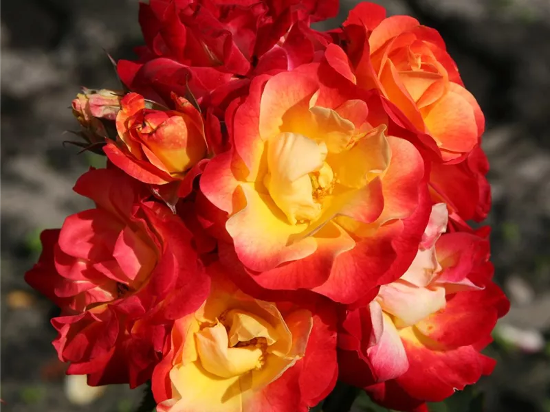 Rosa 'Firebird®'