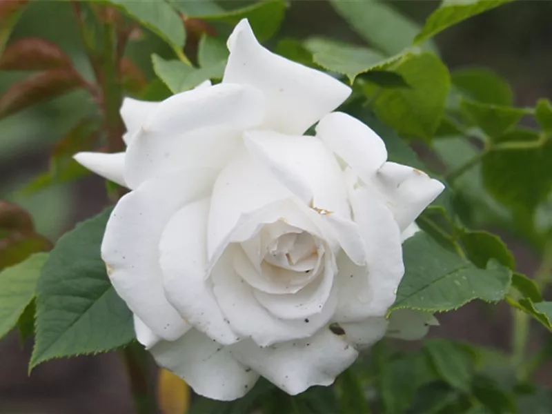 Rosa 'Die Rose Ihrer Majestät' 