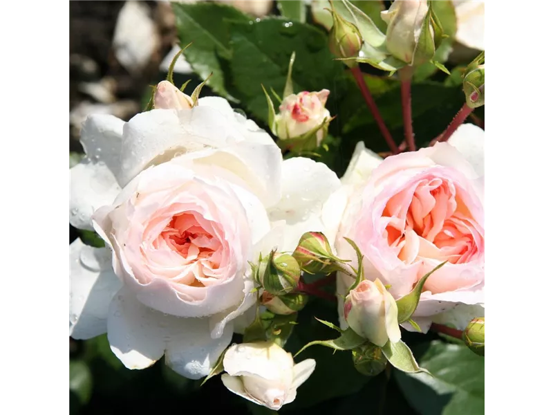 Rosa 'Stephanie Baronin zu Guttenberg'