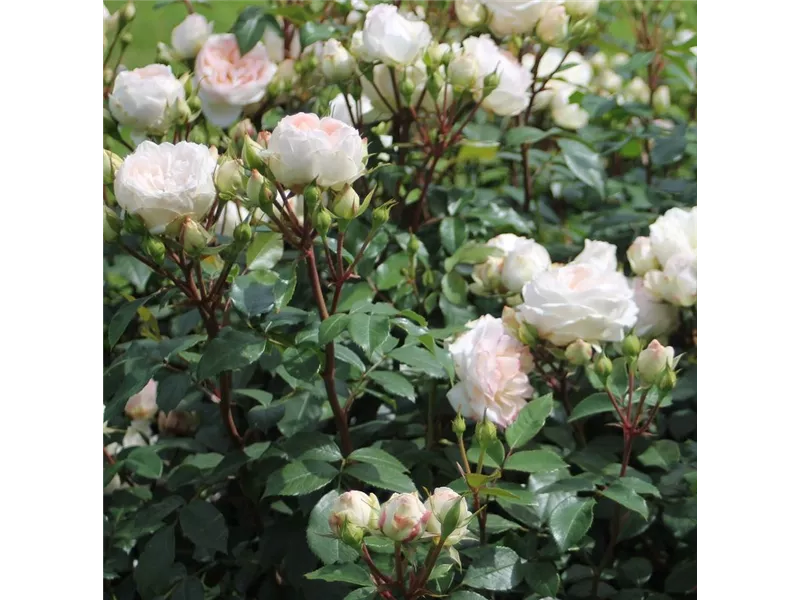 Rosa 'Gräfin Baronin zu Guttenberg Rose'