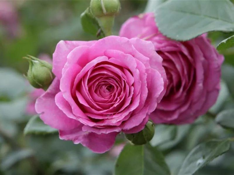 Rosa 'Jennifer Rose'