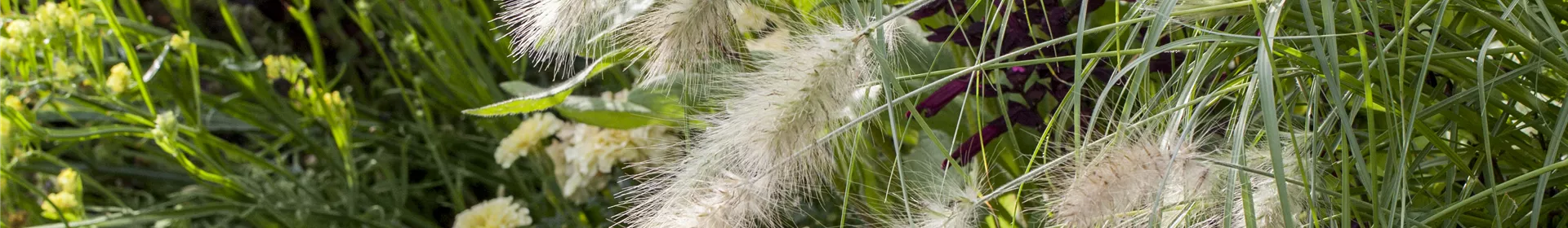 Gartengestaltung - Rosengut Langerwisch